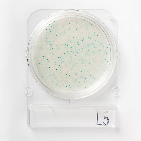 Compact Dry LS – количественное определение видов Listeria spp. 100 определений фото в интернет магазине STOLAB