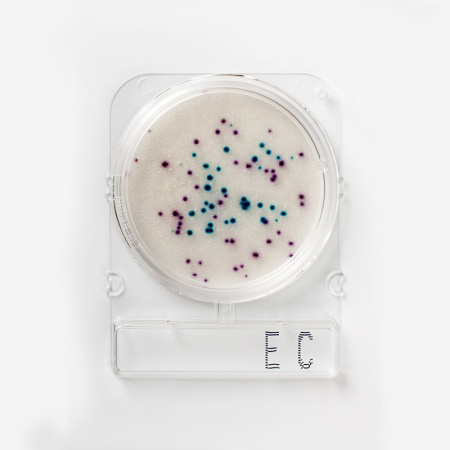 Compact Dry EC – количественное определение E. coli и колиформ. 100 определений фото в интернет магазине STOLAB